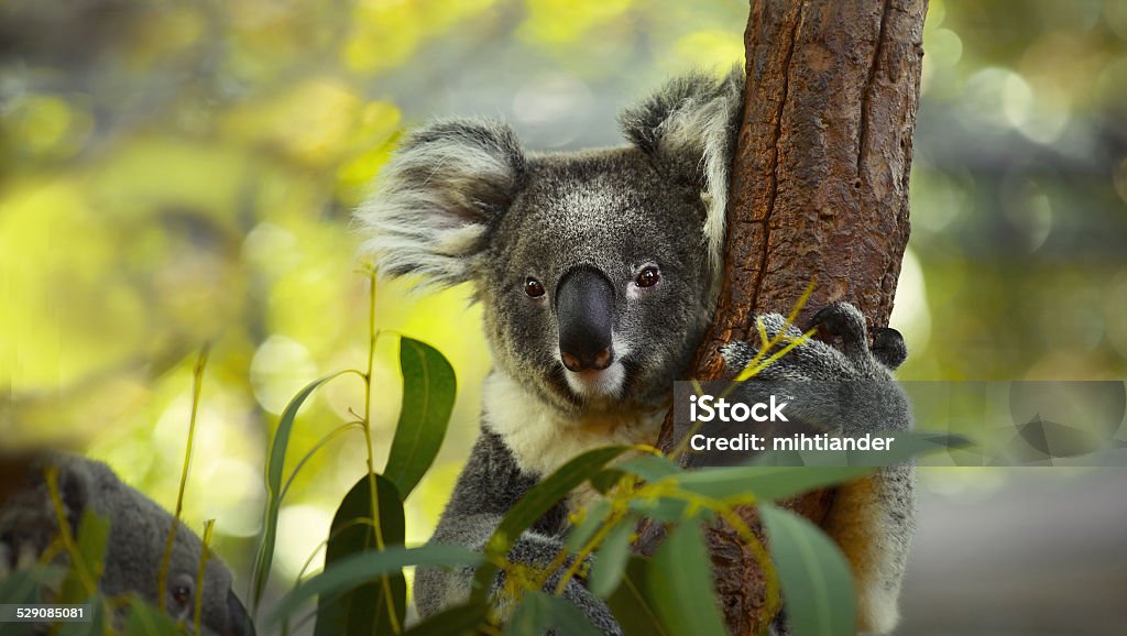 Istockphoto 529085081 1024x1024 1